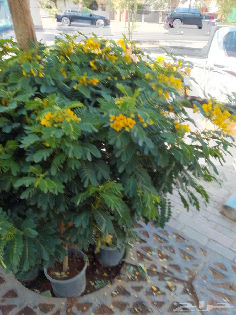 تنسيق الحدائق ابوعبدالعزيز الصعيدي64457870848898112