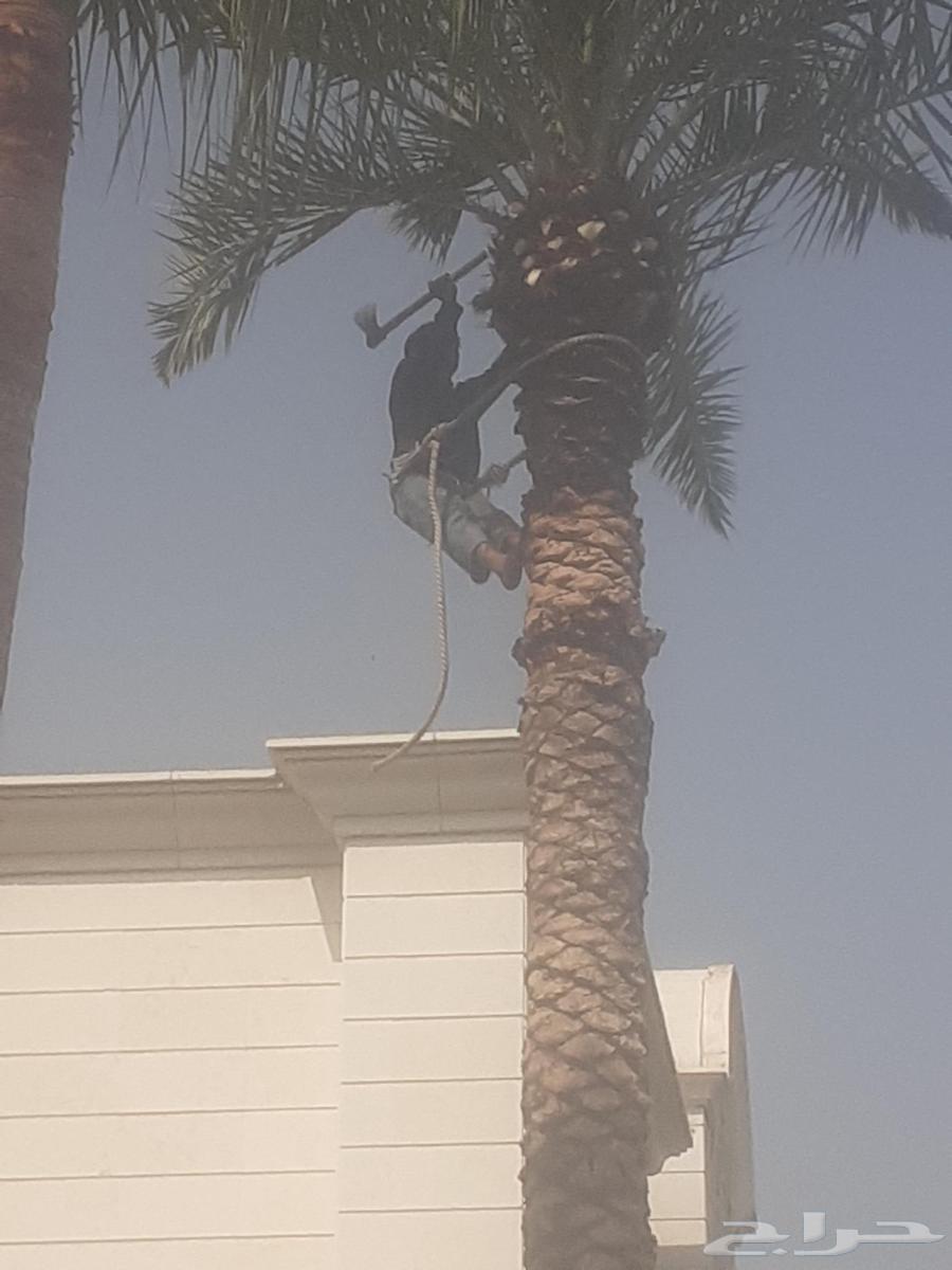 Planting all types of trees, palm trees, grass, mowing, decoration and pruning64458273630595113