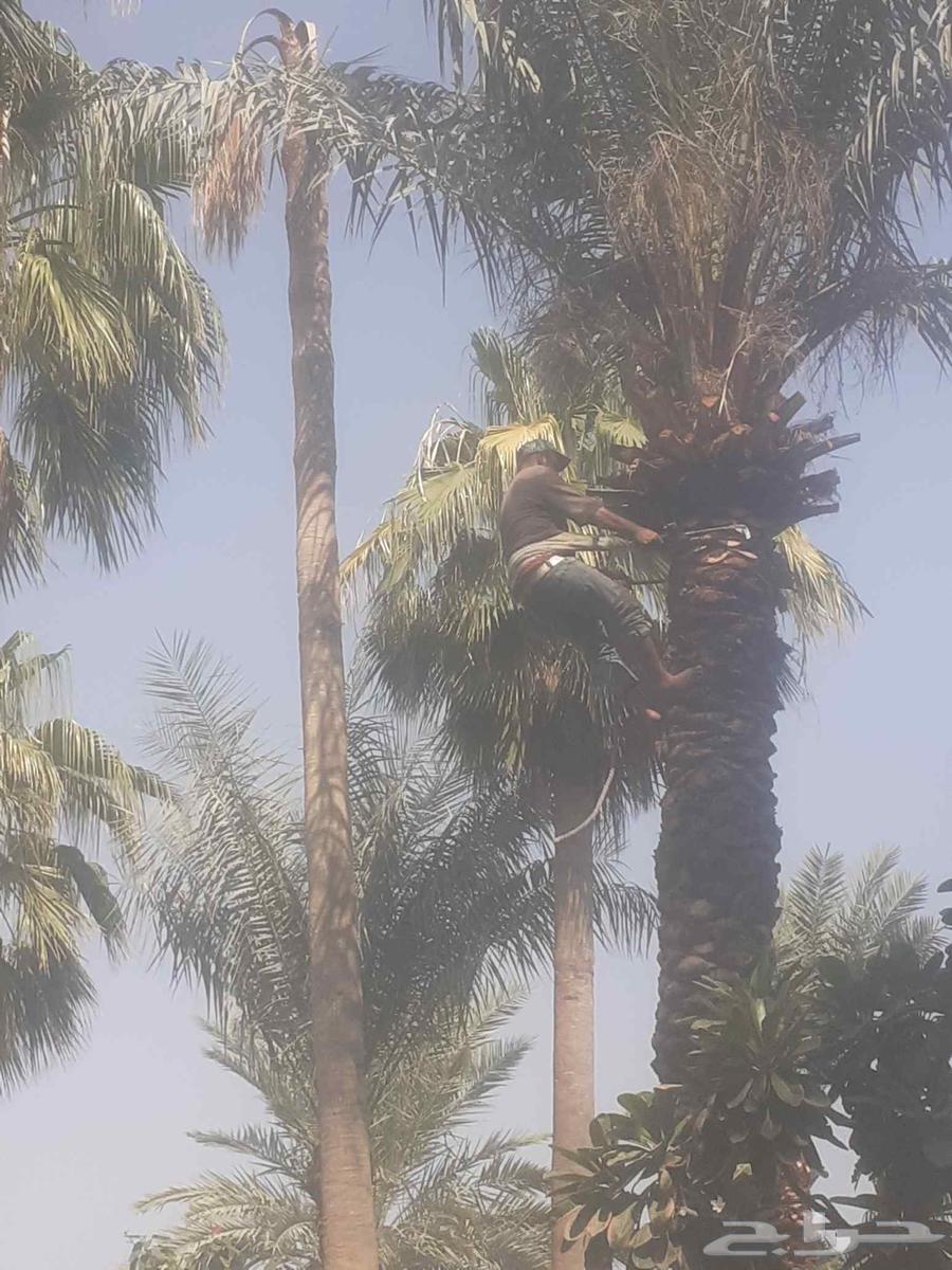 Planting all types of trees, palm trees, grass, mowing, decoration and pruning64458273630595112