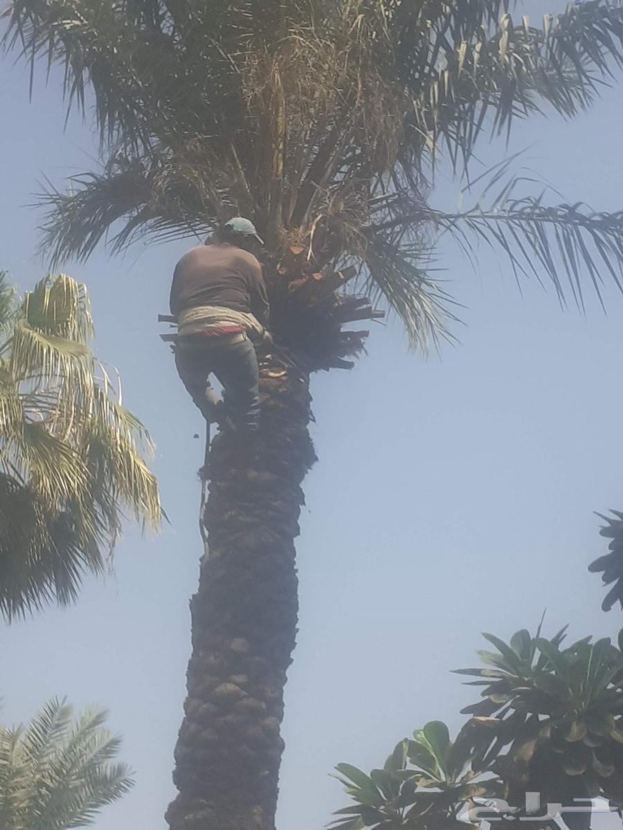 Planting all types of trees, palm trees, grass, mowing, decoration and pruning64458273630595111