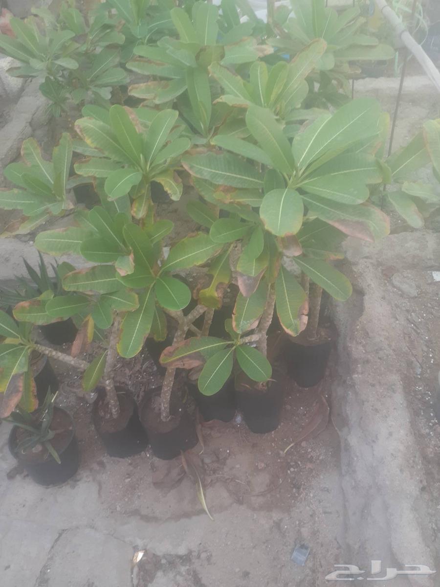 Planting all types of trees, palm trees, grass, mowing, decoration and pruning64458273630595114