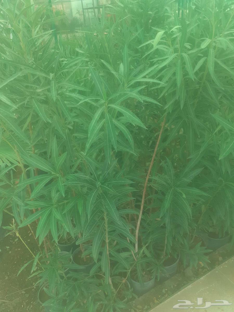 Planting all types of trees, palm trees, grass, mowing, decoration and pruning64458273630595110