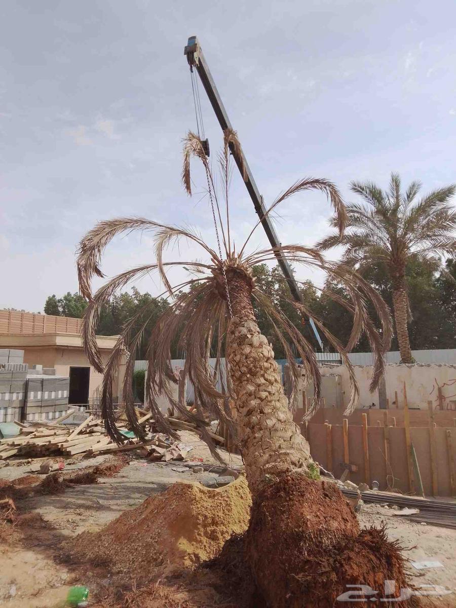 ترحيل النخيل العربي والوشنطني اتعبان64458184288003112