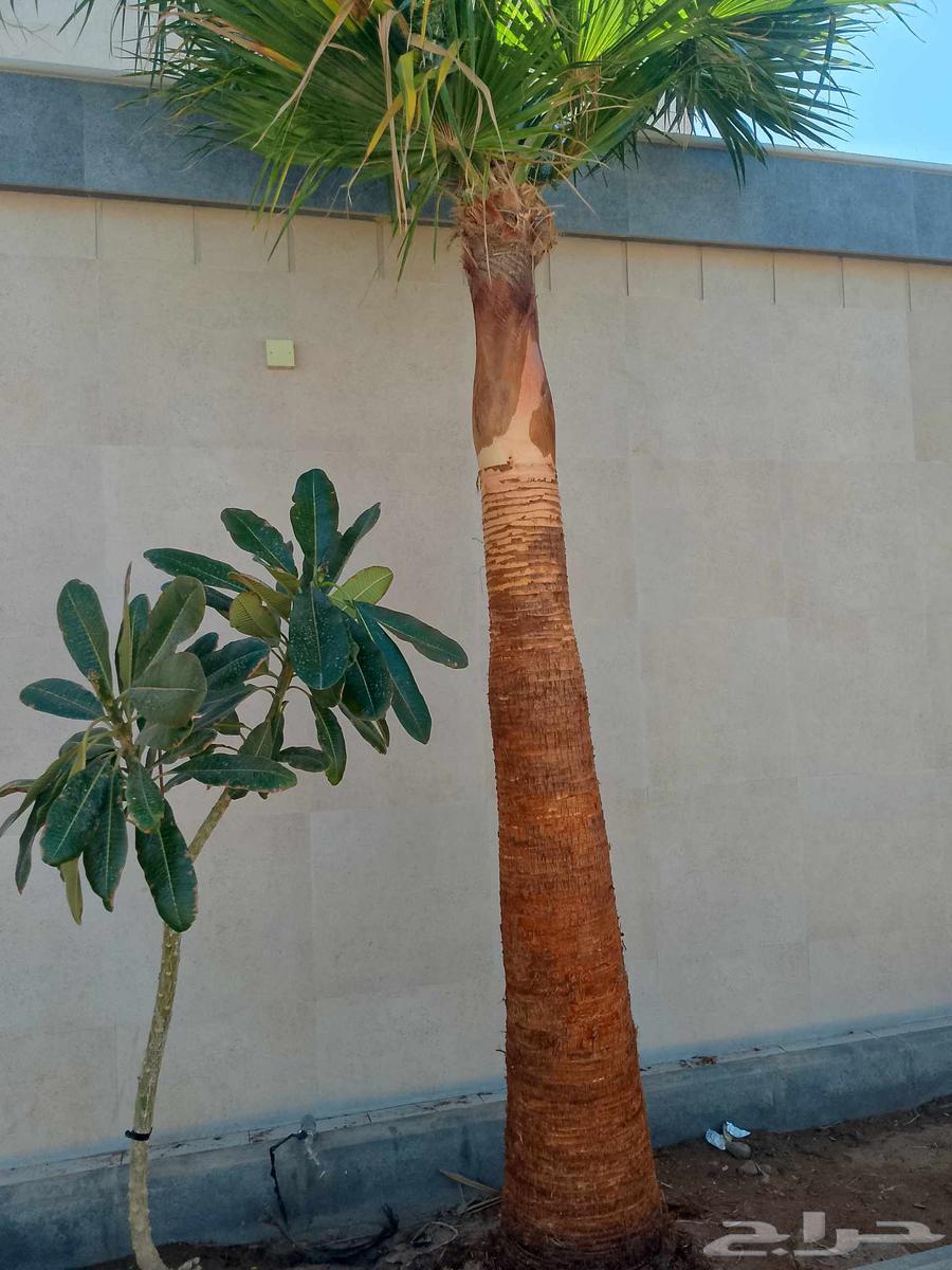 Washingtonia palm trimming, landscaping, and tree cutting64458228875139110