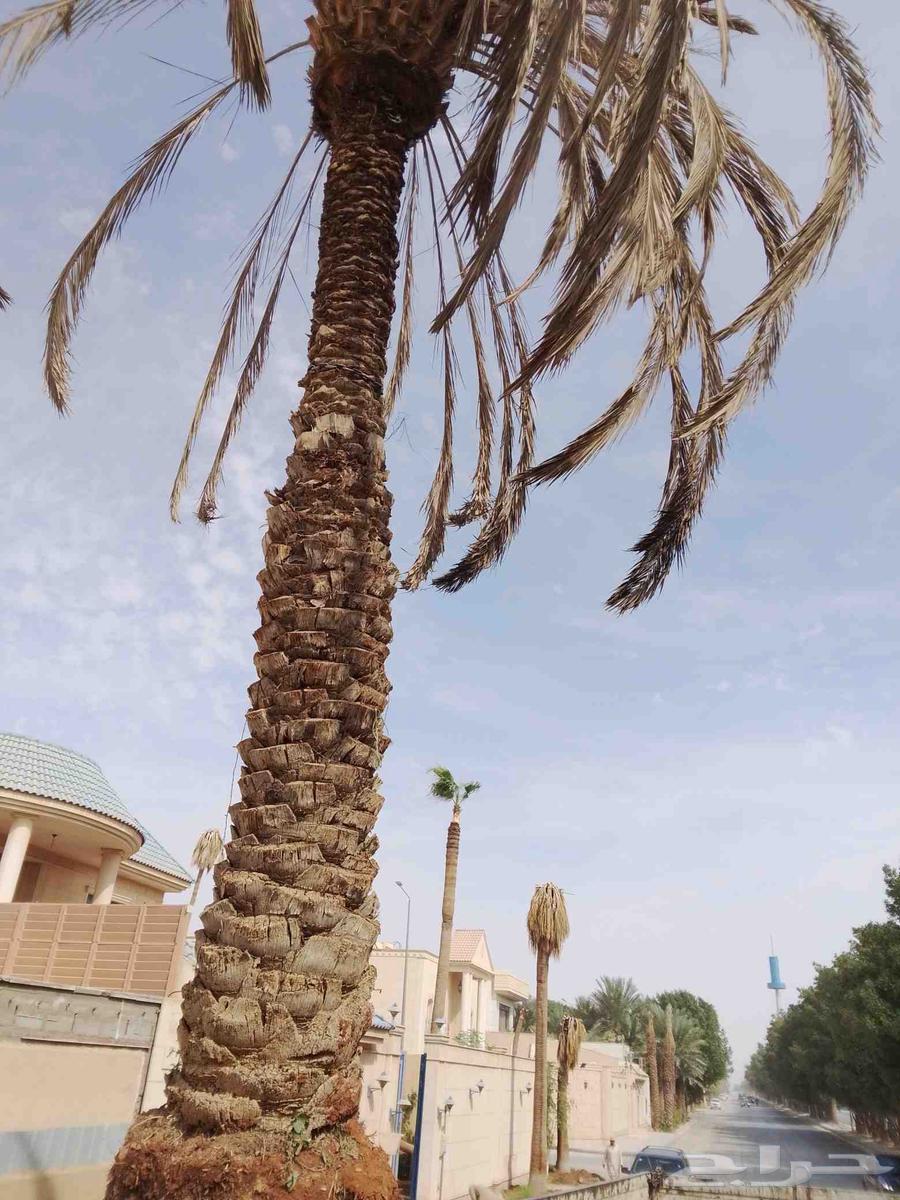 ترحيل النخيل العربي والوشنطني اتعبان64458184288003110