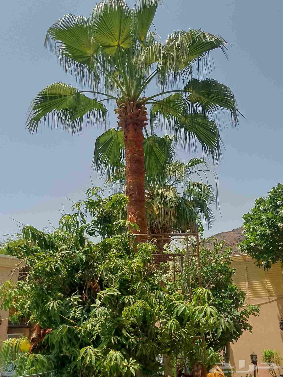 Washingtonia palm trimming, landscaping, and tree cutting64458228875139114