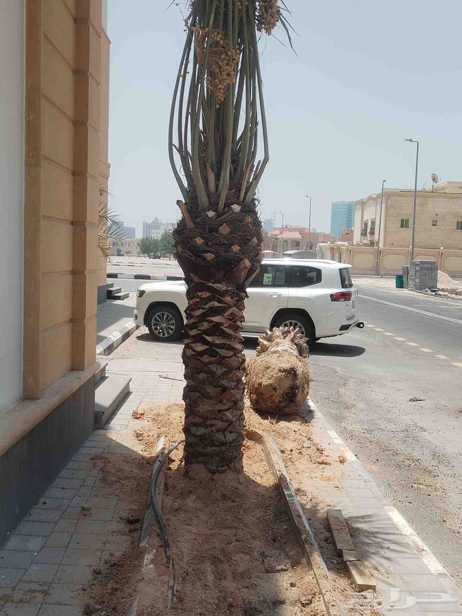 Pruning, shaping, cleaning, removing, and planting all types of palm trees64458318704385111