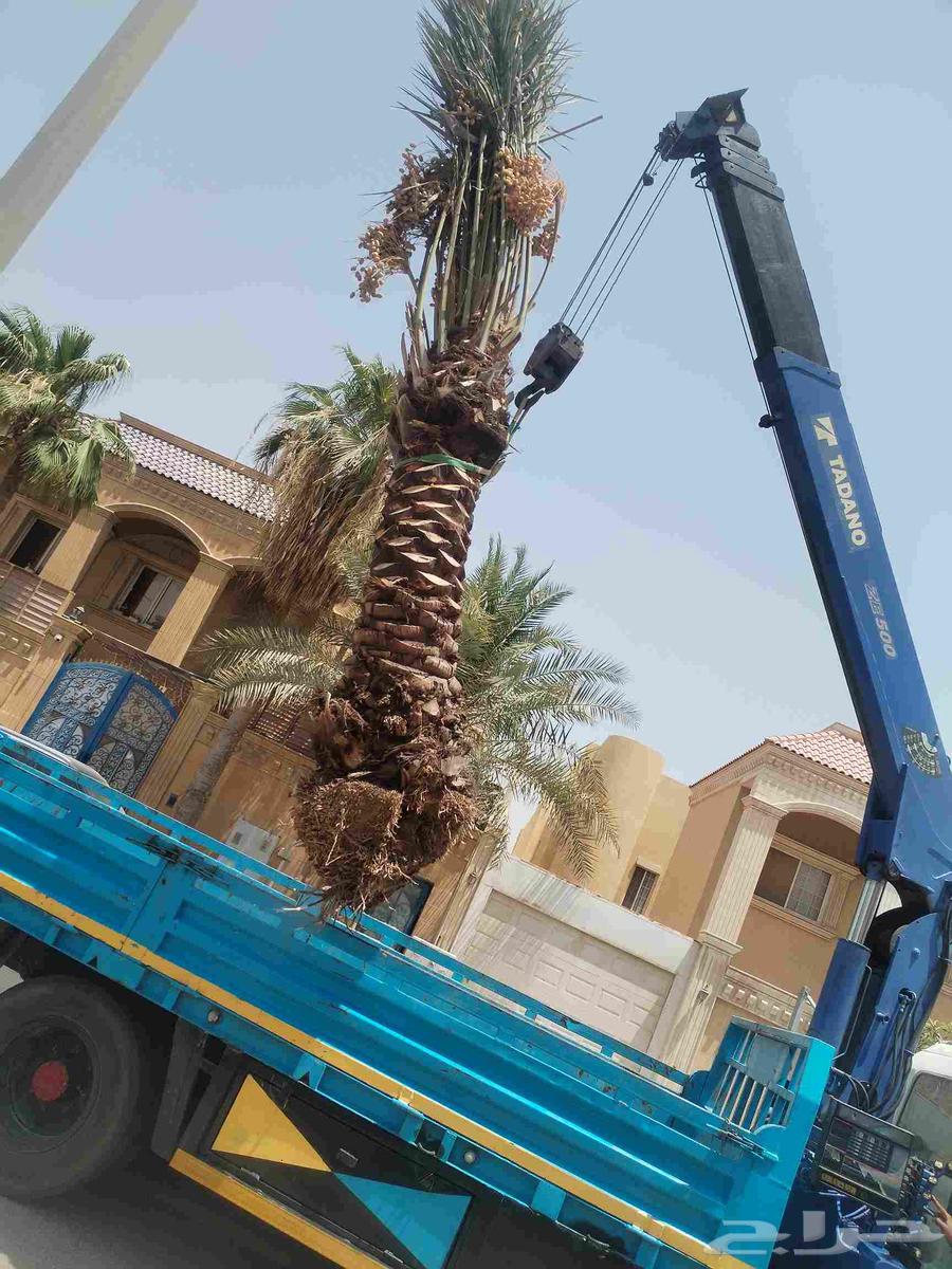 Pruning, shaping, cleaning, removing, and planting all types of palm trees64458318704385112