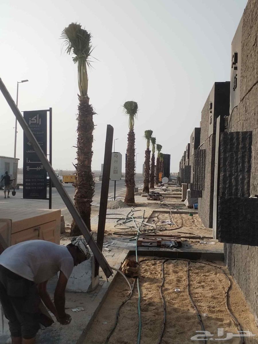 Pruning, shaping, cleaning, removing, and planting all types of palm trees64458318704385114