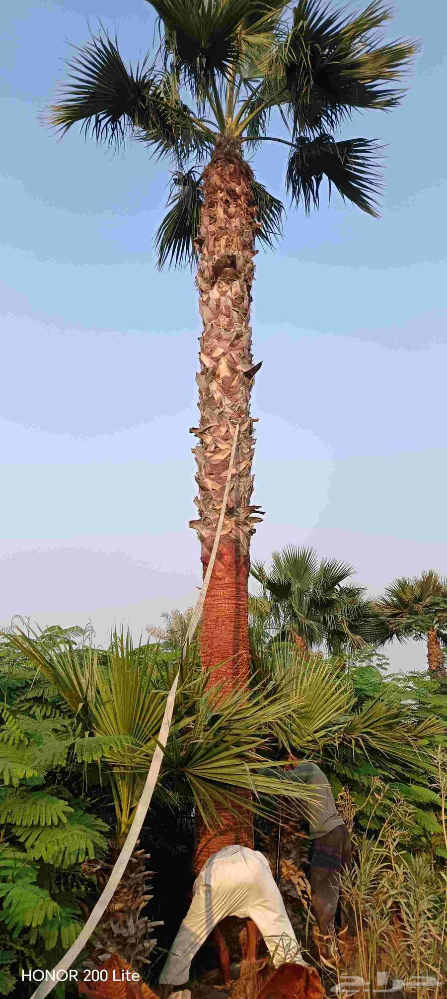 ابومحمد لتنسيق الحديق64423338607490113