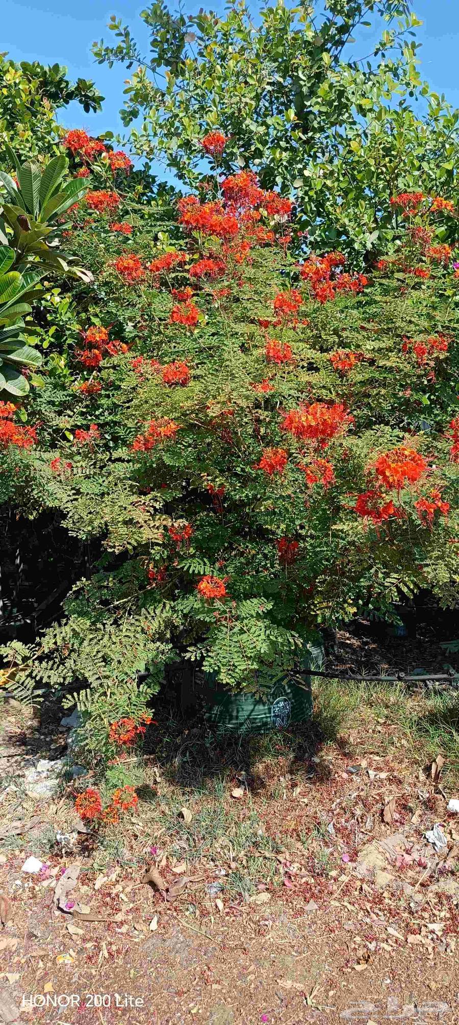 ابومحمد لتنسيق الحديق64423338607490114