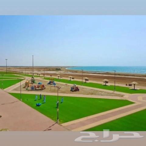 Specialists in the field of artificial grass and wall greening installation64457906574850113