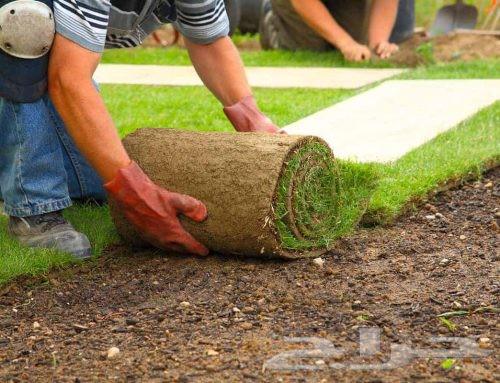 زهور طبيعيه ثيل طبيعي تمديد شبكات ري انجيلة طبيعي64458054890242111