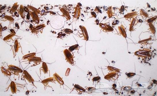 مكافحة حشرات بالمدينة المنورة مكافحة الصراصير وبق الفراش64423353708675110