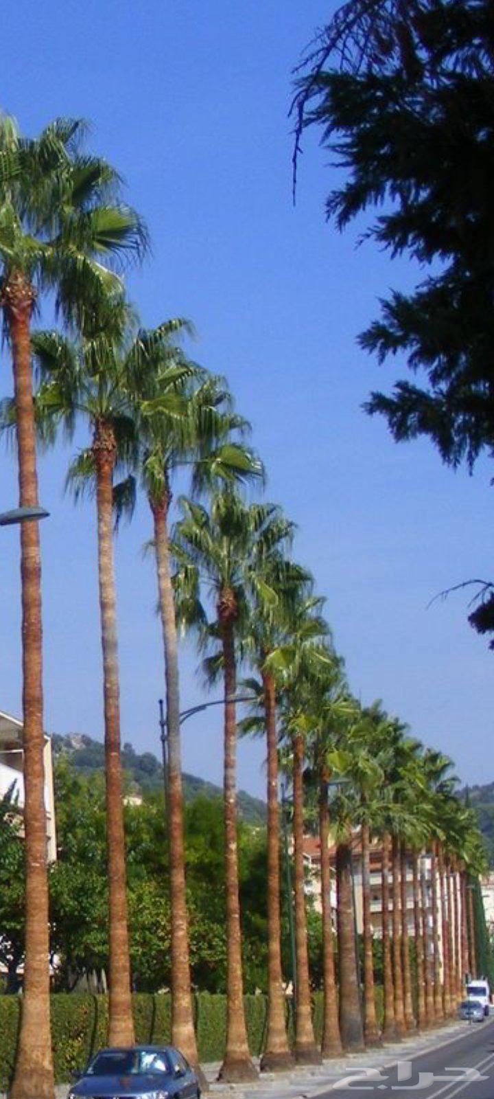 أشجار نحيل الفاخره واشنطني ومثمره للبيع64427932659585110