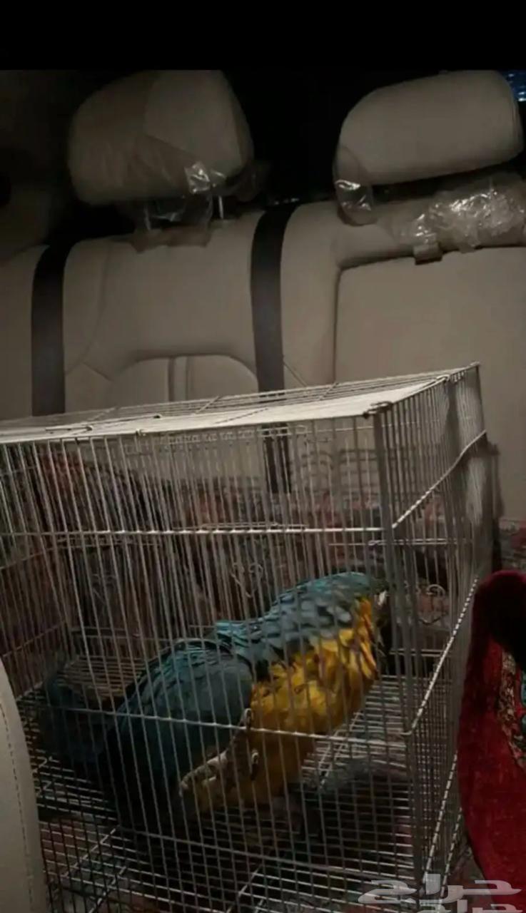 موصل حيوانات أليفة قطط طيور64538134489859112