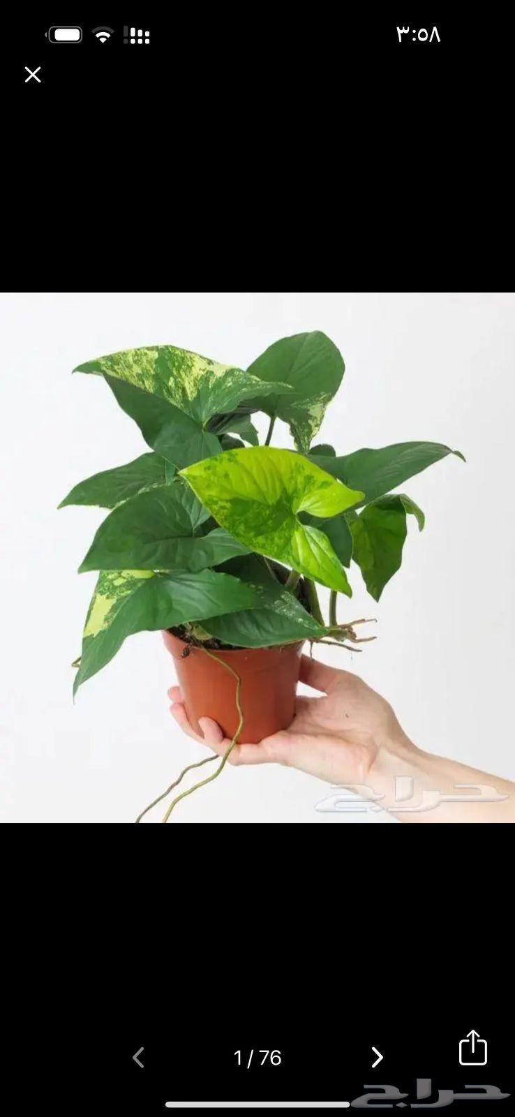 مشاتل زراعه وقص الثيل سباكه شبكه الري64457975266562113