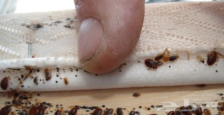 مكافحة حشرات بالمدينة المنورة مكافحة الصراصير وبق الفراش64423353708675113