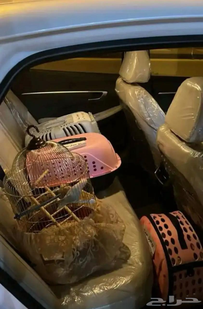 موصل حيوانات أليفة قطط طيور64538134489859111