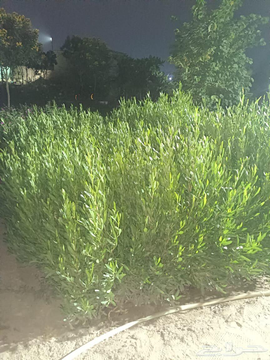 مشاتل زراعه وقص الثيل سباكه شبكه الري64457975266562112