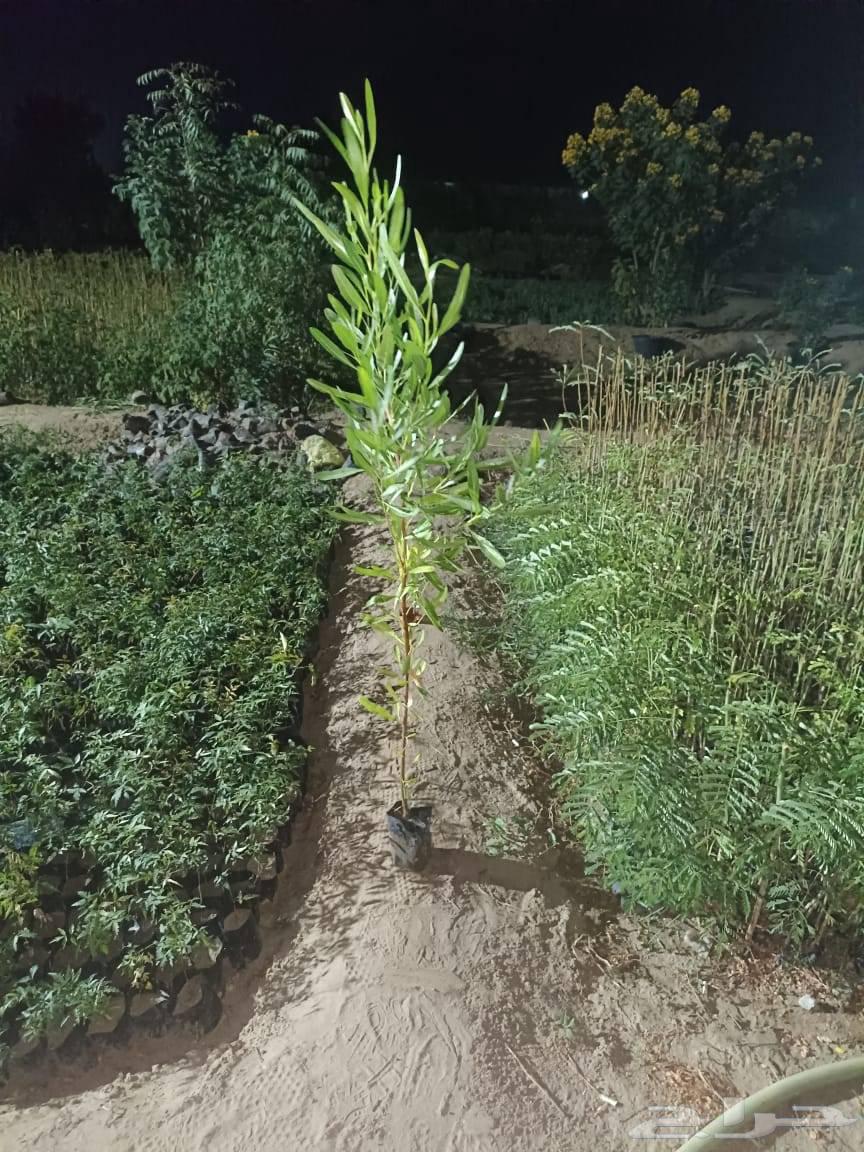 مشاتل زراعه وقص الثيل سباكه شبكه الري64457975266562111