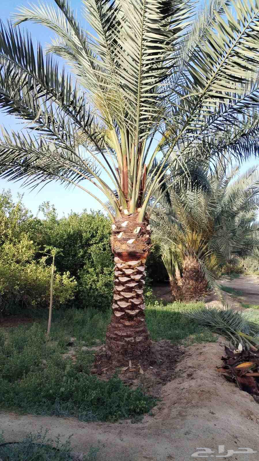 Pruning, shaping, cleaning, removing, and planting all types of palm trees64458318704385110