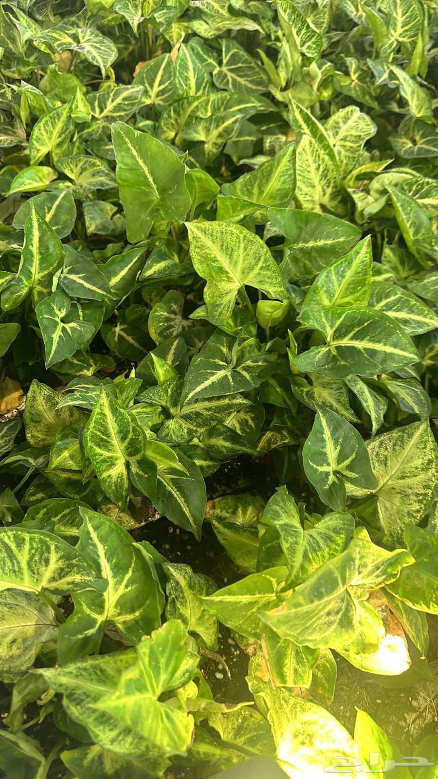 مشاتل زراعه وقص الثيل سباكه شبكه الري64457975266562114