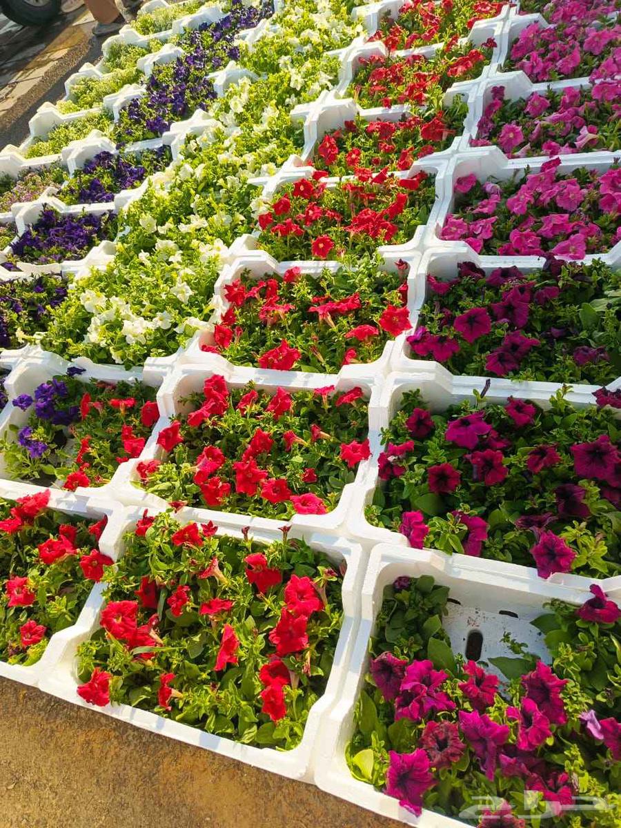 زهور طبيعيه ثيل طبيعي تمديد شبكات ري انجيلة طبيعي64458054890242110