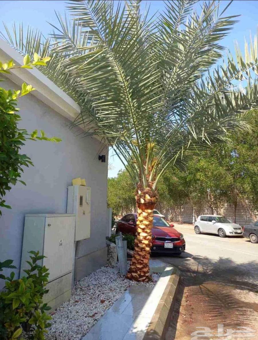 Palm tree installation everywhere, adding street palm trees in Al-Muzahimiyah64423228550530111