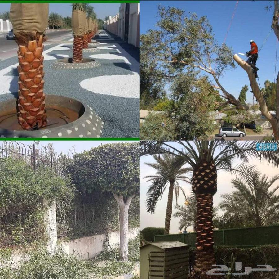 معلم تقليم وقص النخيل والأشجار وتنسيق الحدائق64458900123395110