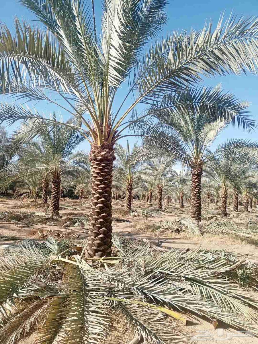 متخصصون في مجال البناء وزراعه النخل  جميع مناطق المملكه ا64458718759554113