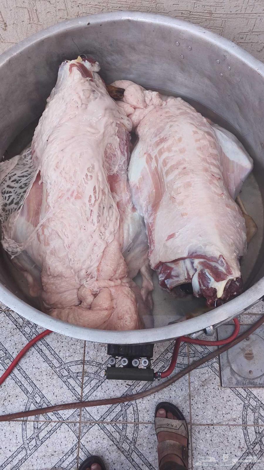 طباخ متنقل داخل وخارج الرياض حياكم الله64459259339011110