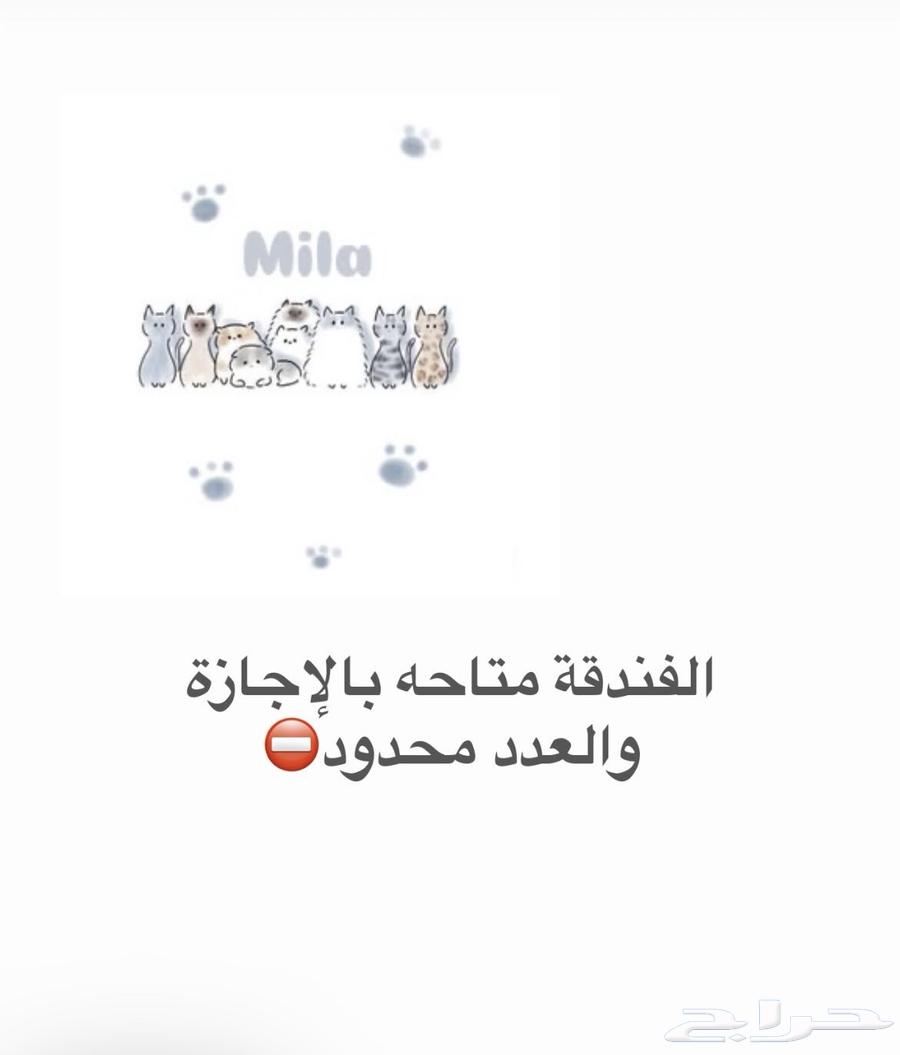 فندقة قطط( الفندقه متاحه للاجازه والعدد محدود)64543944977666111