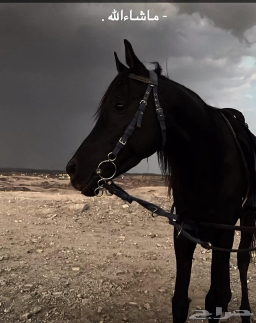 حصان أدهم واهو متاح لتشببه لوجه الله في مربط فخر الجنوب64459035067266112