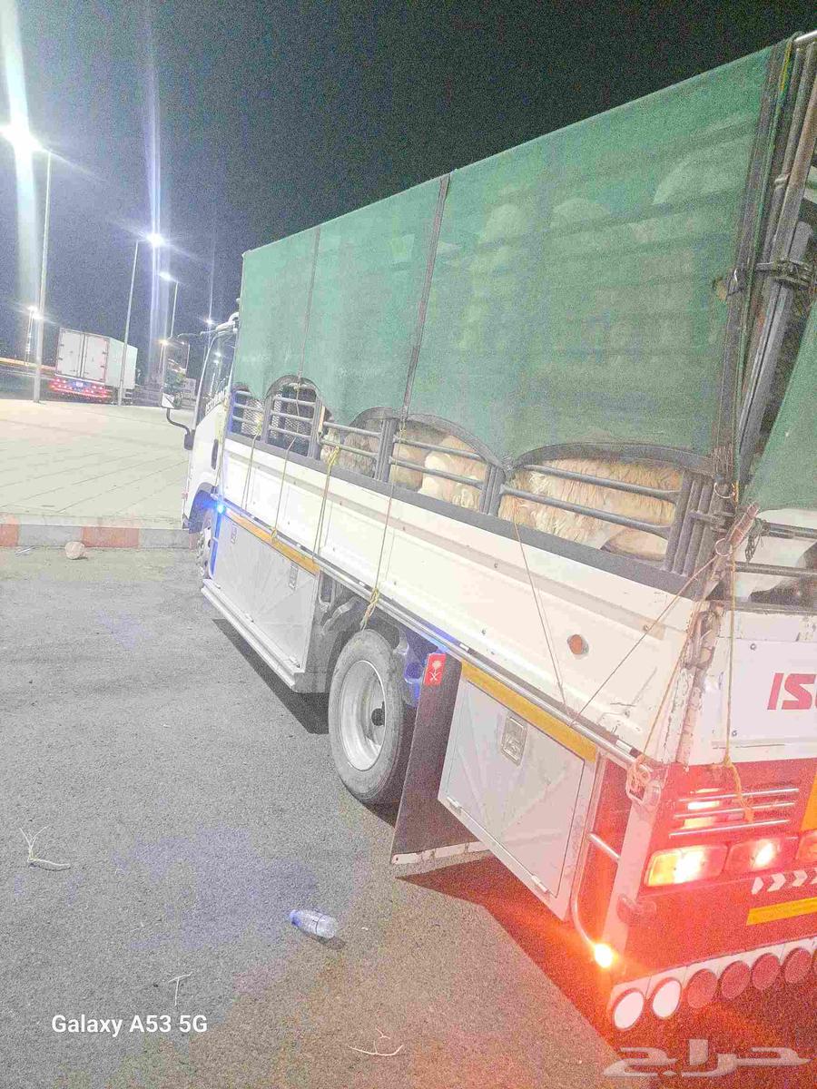 دنا طابقين نقل غنم64458749954947110