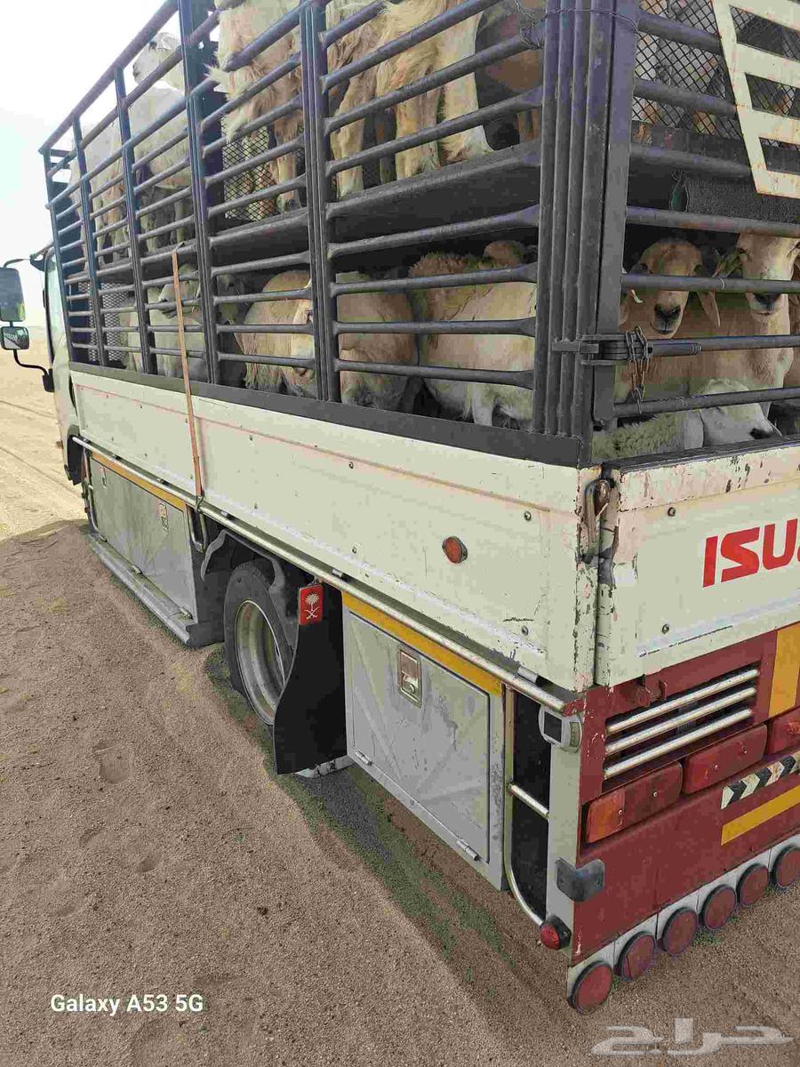 دنا طابقين نقل غنم64458749954947111