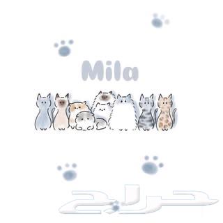 فندقة قطط( الفندقه متاحه للاجازه والعدد محدود)64543944977666110