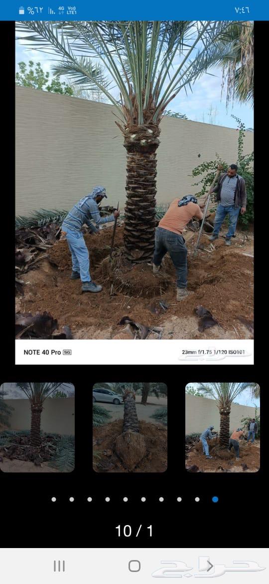 Palm tree transportation, palm lifting, palm cleaning, tree cutting, tree trimming64459305070849110