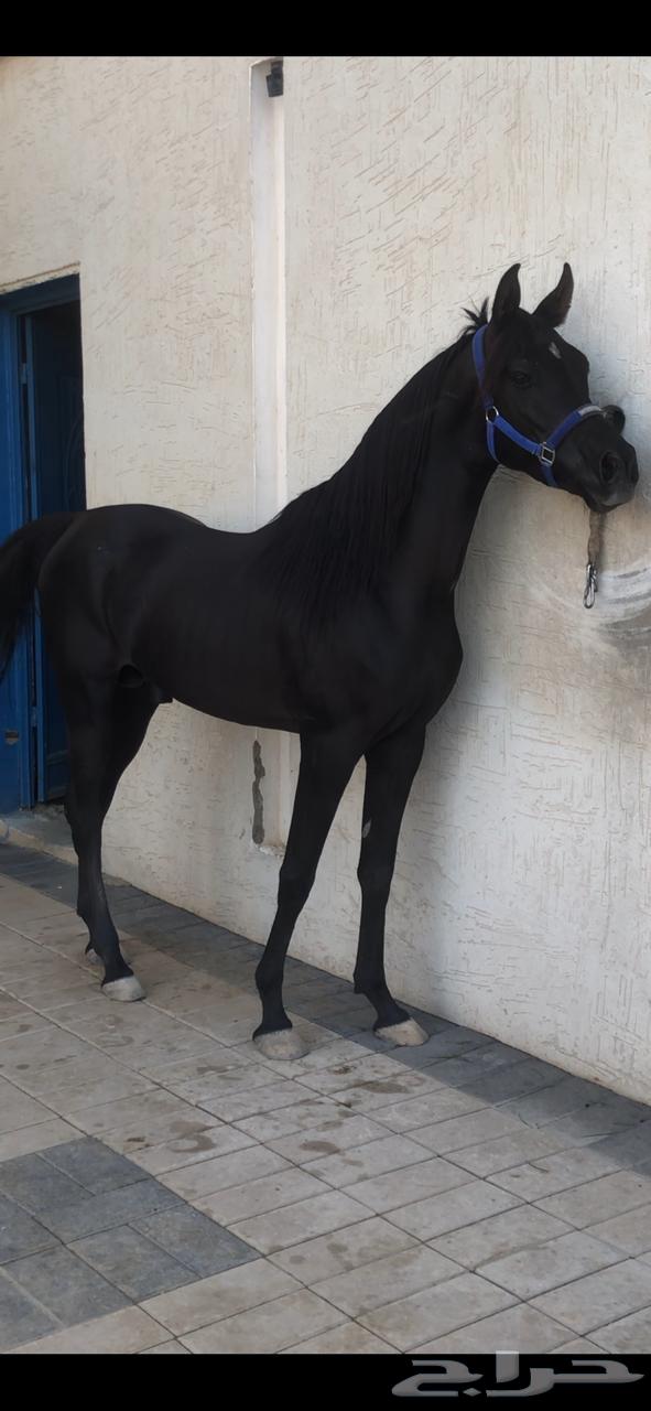 حصان أدهم واهو متاح لتشببه لوجه الله في مربط فخر الجنوب64459035067266113