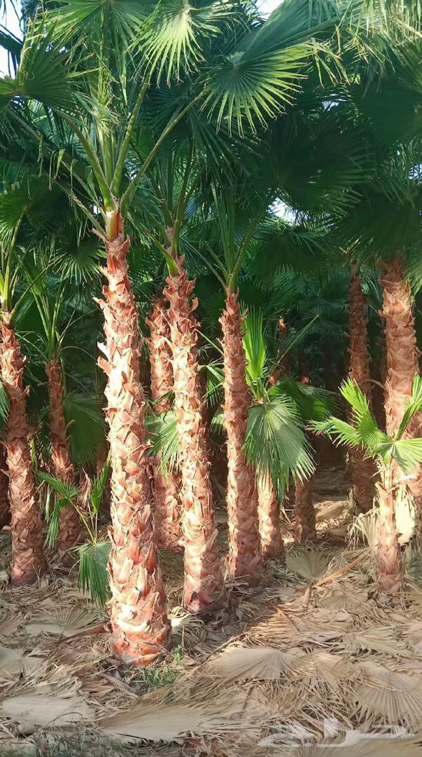 نحن نقوم بتوريد وتركيب جميع انواع النخيل العربي وشنطني وفرخ64459558355714114