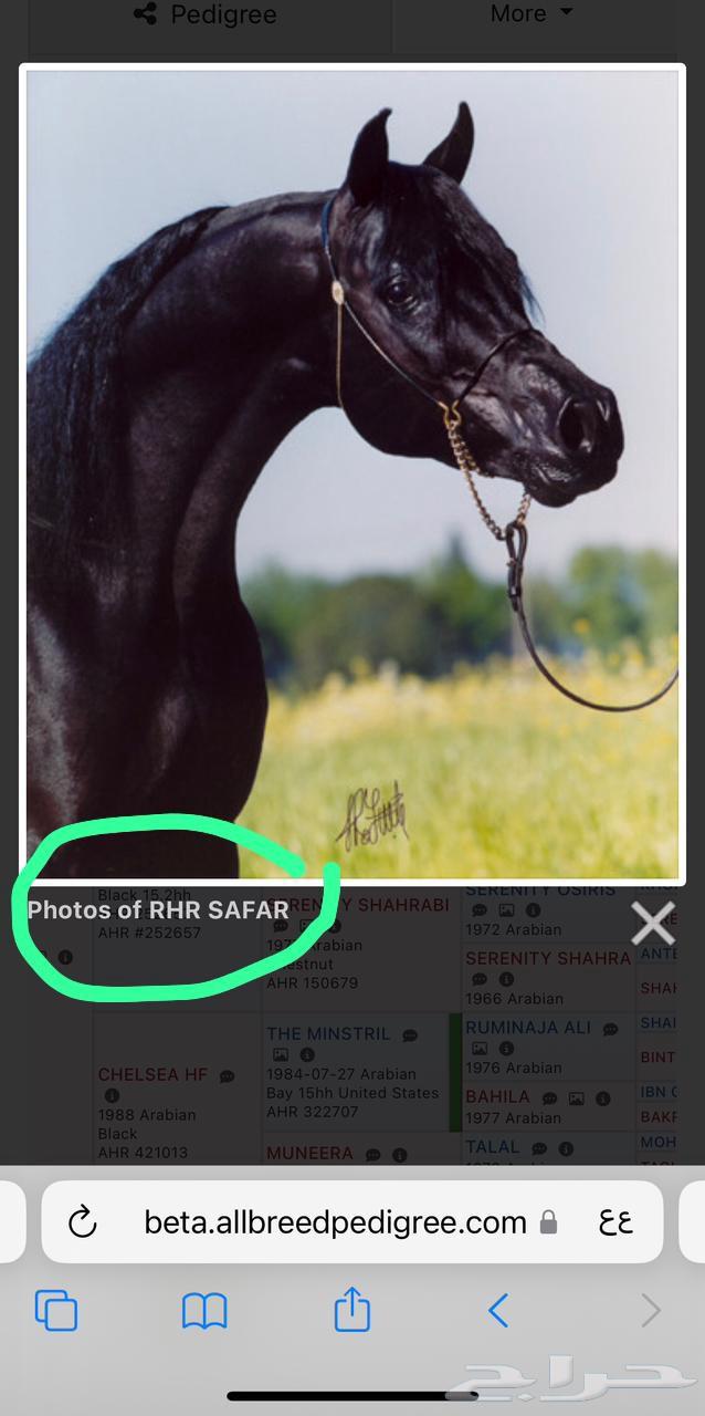 حصان أدهم واهو متاح لتشببه لوجه الله في مربط فخر الجنوب64459035067266111