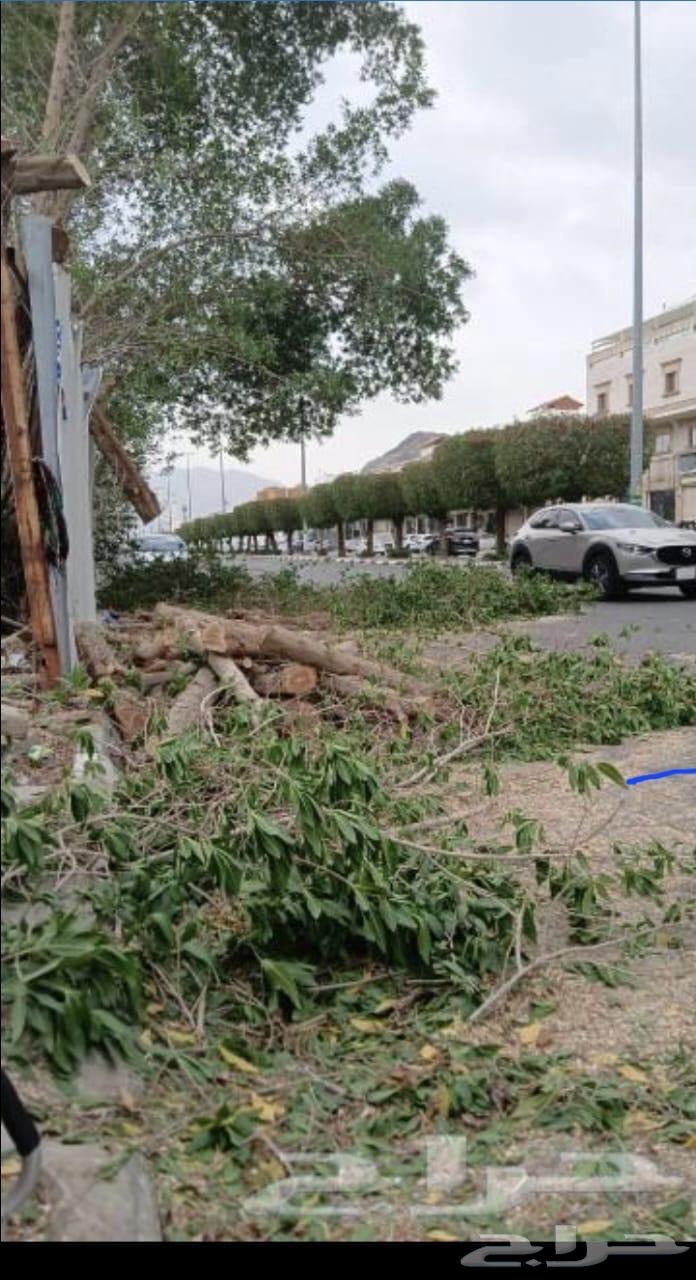 Palm tree transportation, palm lifting, palm cleaning, tree cutting, tree trimming64459305070849114