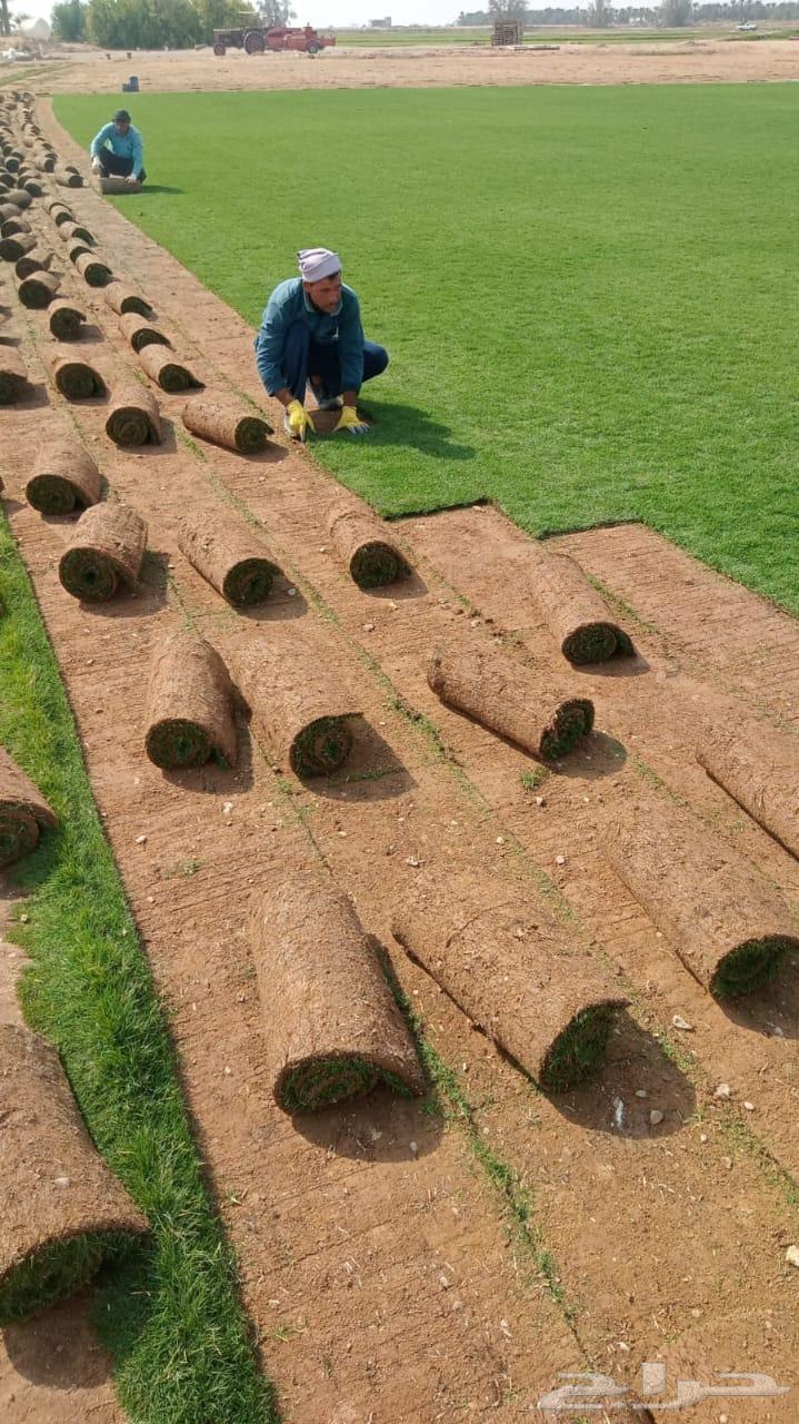 تنسيق حدائق وتركيب جميع انواع الثيل الصناعى والطبيعى وتركيب64458703939074111