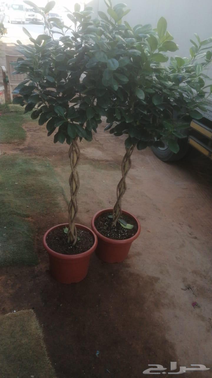 توريد وزراعه اشجار ونخيل64617275332609110