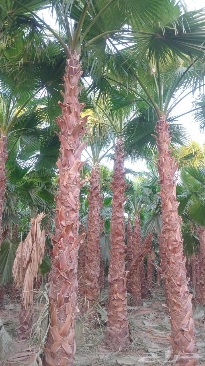 نحن نقوم بتوريد وتركيب جميع انواع النخيل العربي وشنطني وفرخ64459558355714113