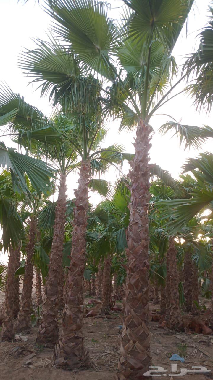 نحن نقوم بتوريد وتركيب جميع انواع النخيل العربي وشنطني وفرخ64459558355714110