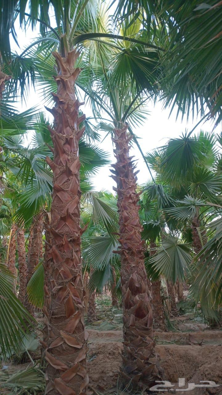 نحن نقوم بتوريد وتركيب جميع انواع النخيل العربي وشنطني وفرخ64459558355714112