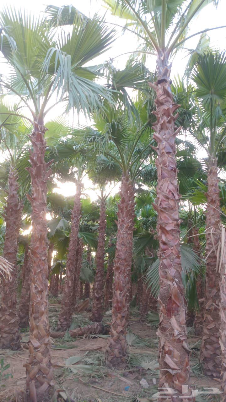 نحن نقوم بتوريد وتركيب جميع انواع النخيل العربي وشنطني وفرخ64459558355714111