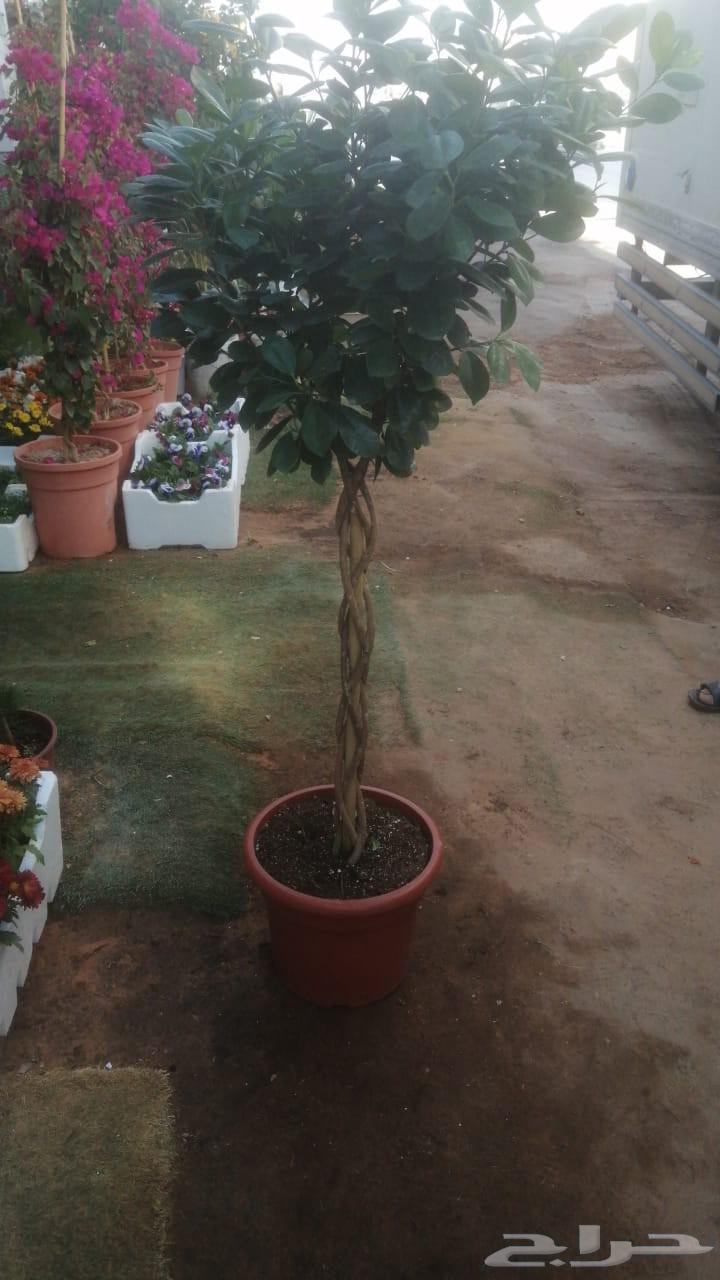 توريد وزراعه اشجار ونخيل64617275332609111