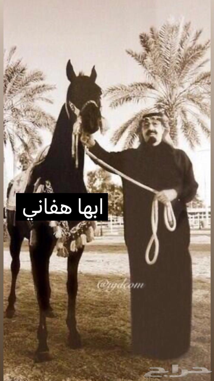 حصان أدهم واهو متاح لتشببه لوجه الله في مربط فخر الجنوب64459035067266110